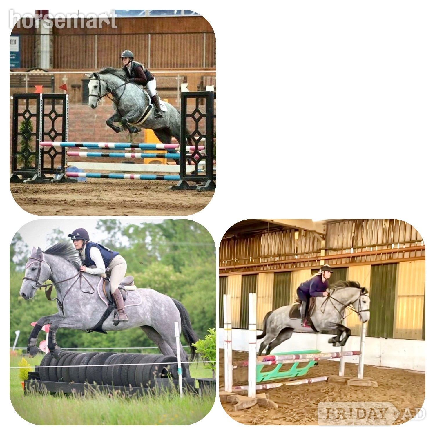 "Cassie" Dapple Grey Mare All Rounder