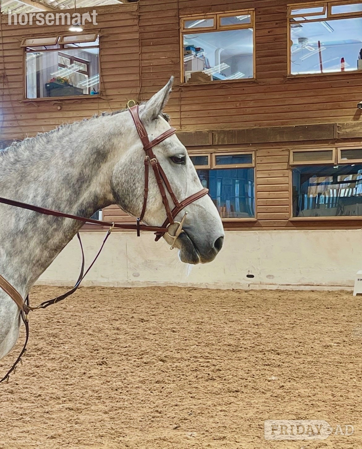 Staplehurst "Cassie" Dapple Grey Mare All Rounder