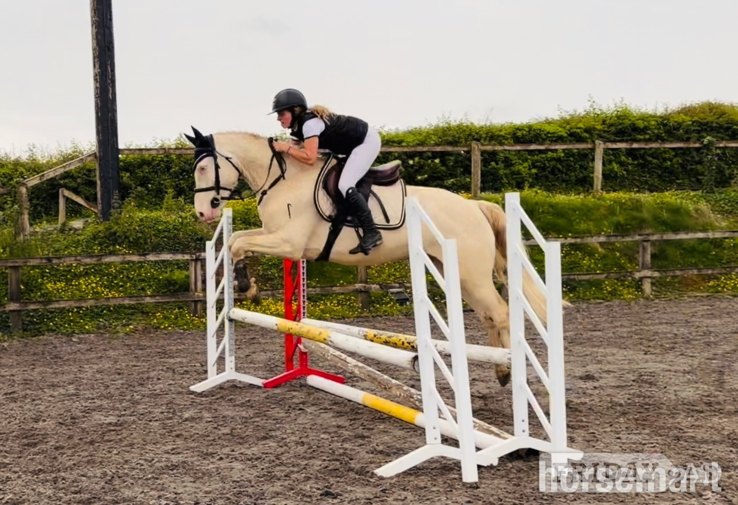 "Adam: careful, athletic showjumper or dressage star" Cremello Gelding Show Jumper