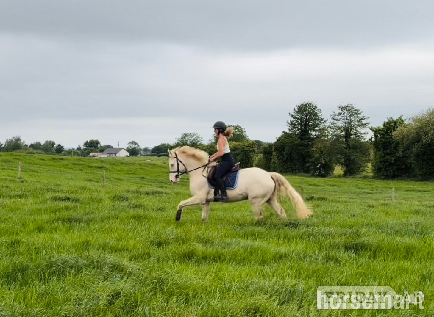 "Adam: careful, athletic showjumper or dressage star" Cremello Gelding Show Jumper - Horses in Raheen