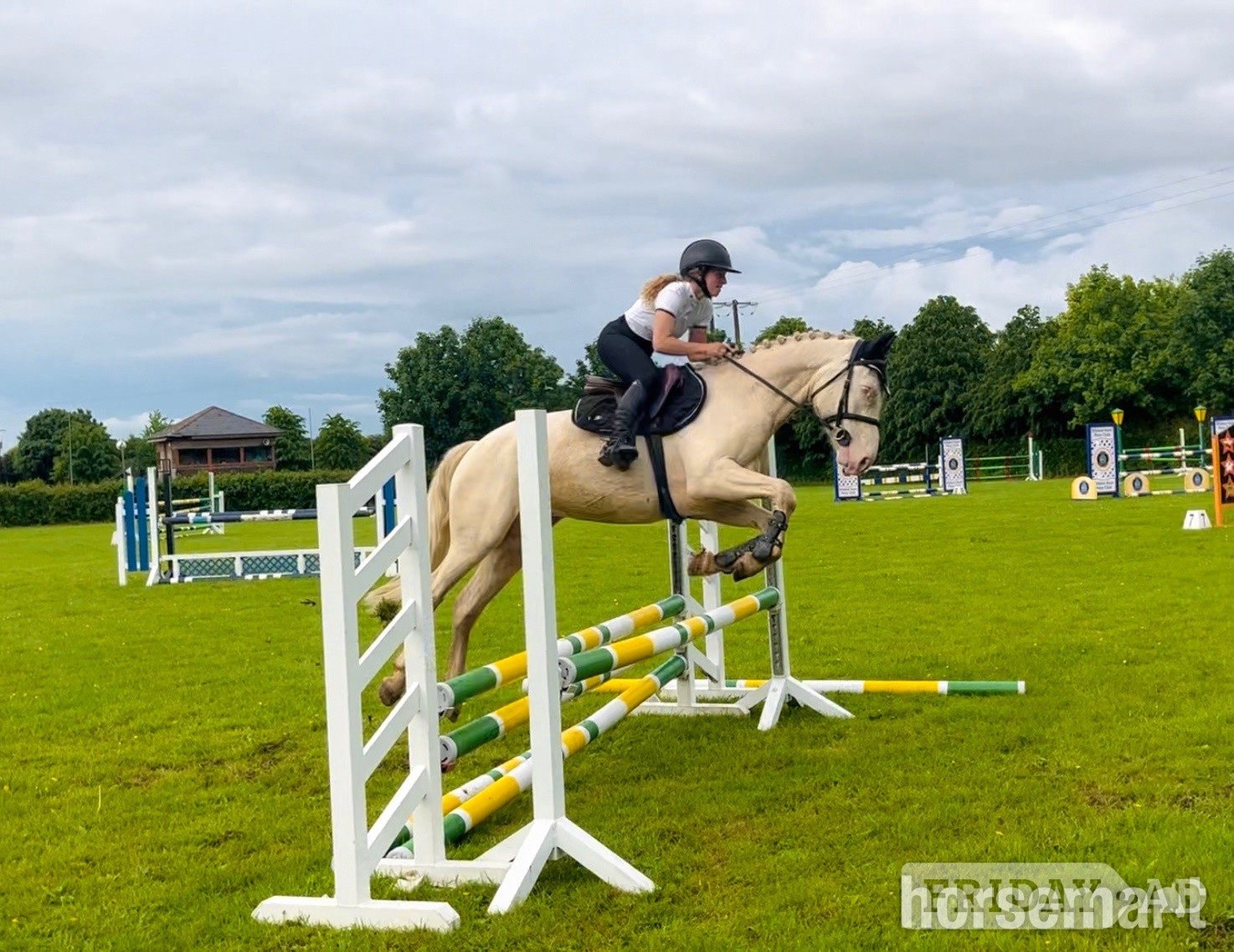 Raheen "Adam: careful, athletic showjumper or dressage star" Cremello Gelding Show Jumper