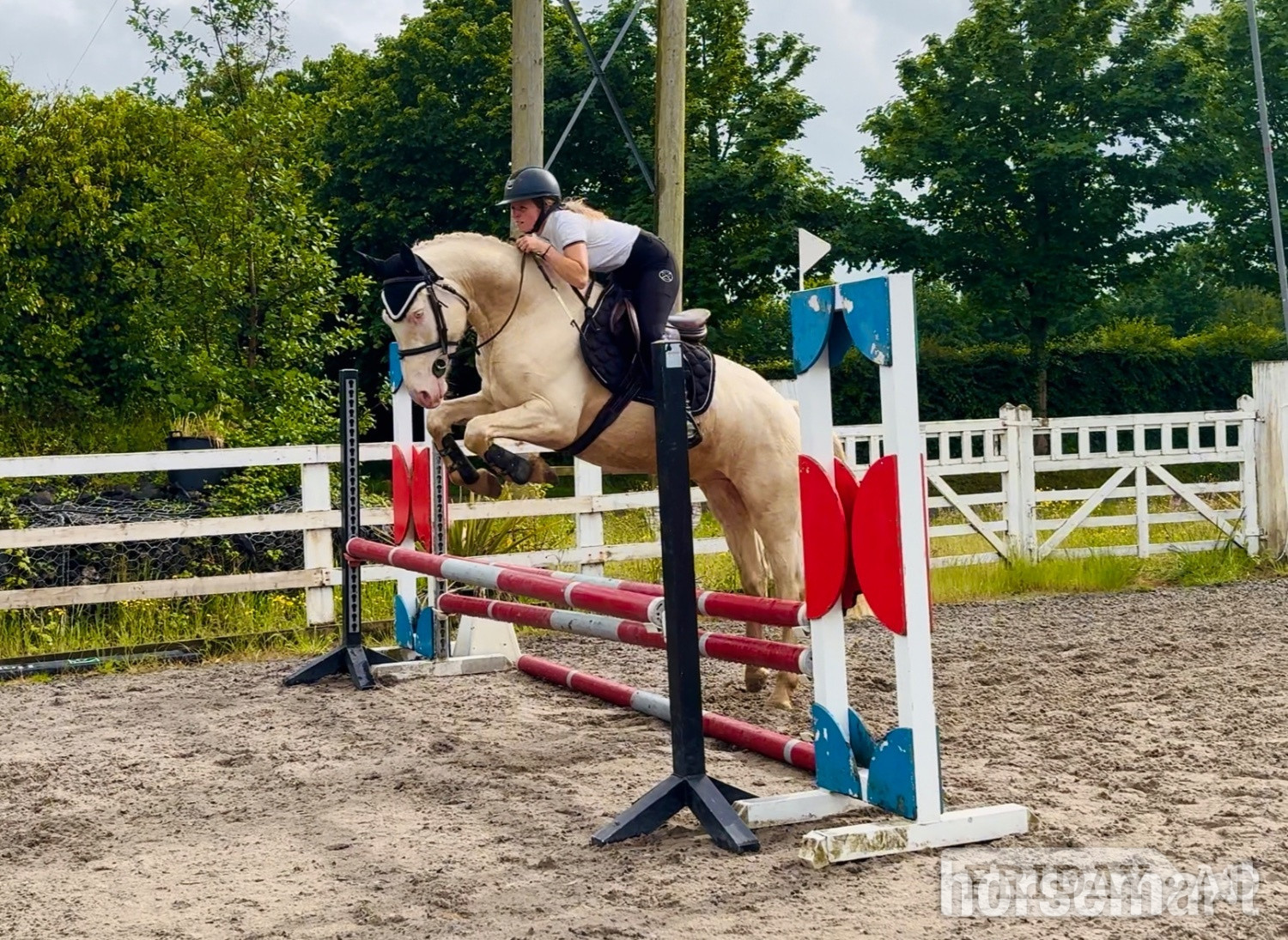 "Adam: careful, athletic showjumper or dressage star" Cremello Gelding Show Jumper in Raheen