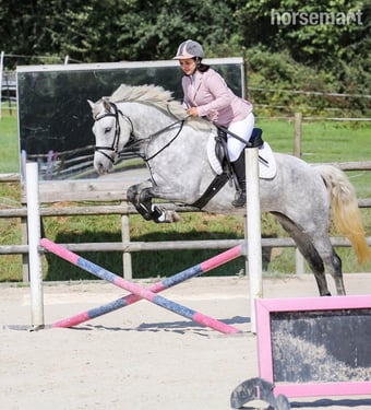 "Winnie" Dapple Grey Mare All Rounder