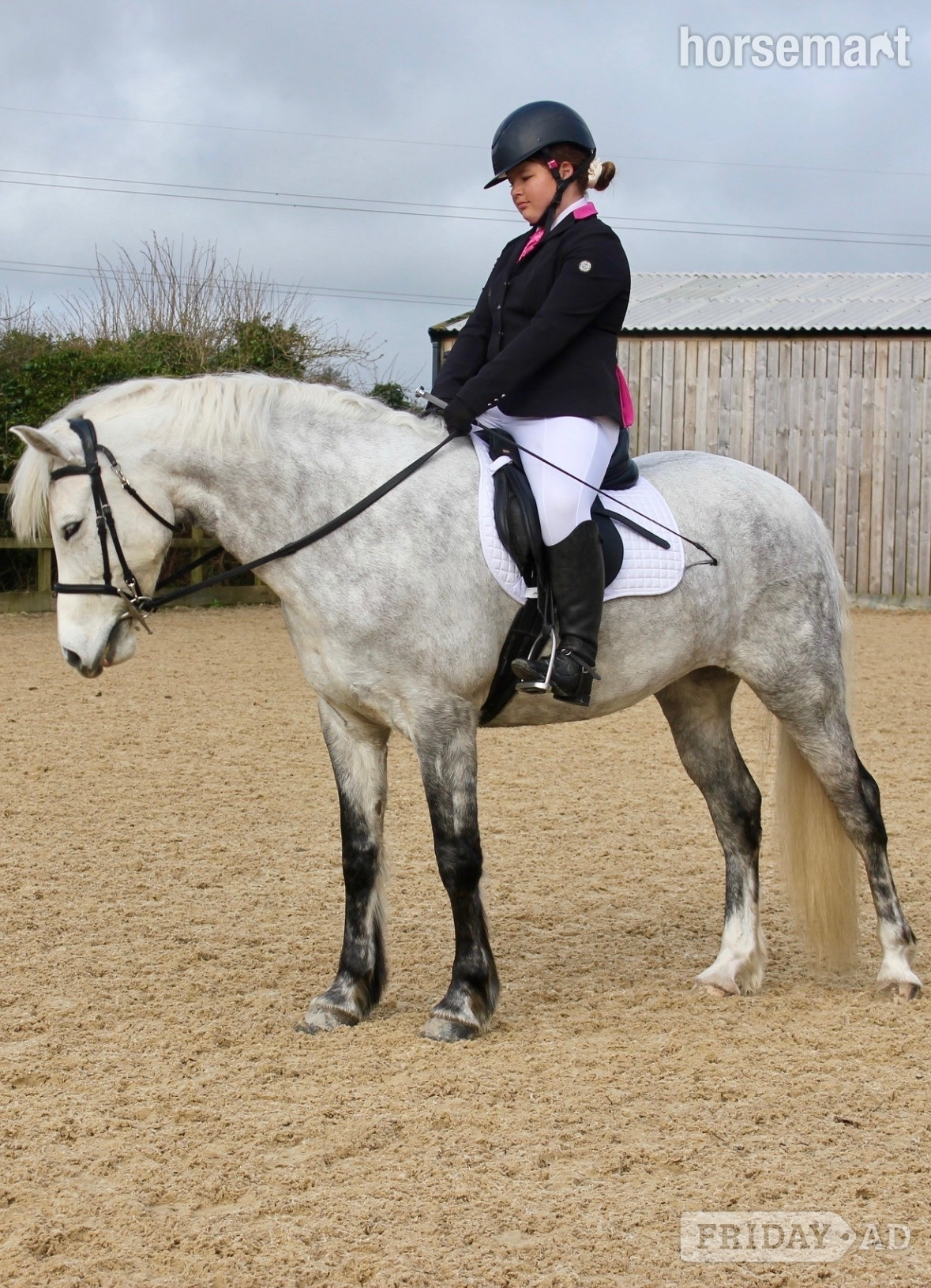 St Austell "Winnie" Dapple Grey Mare All Rounder