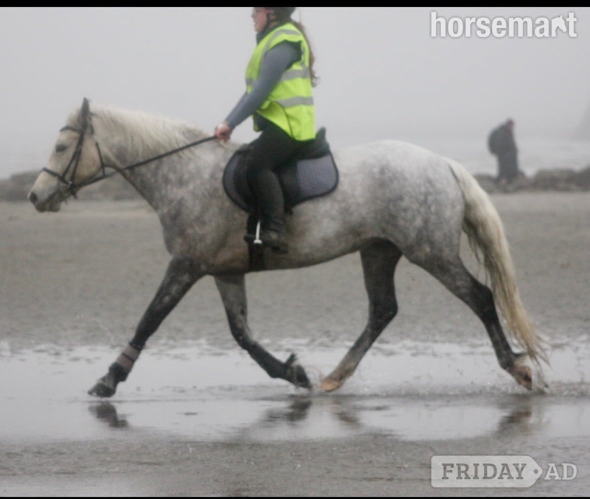 "Winnie" Dapple Grey Mare All Rounder - Horses in St Austell