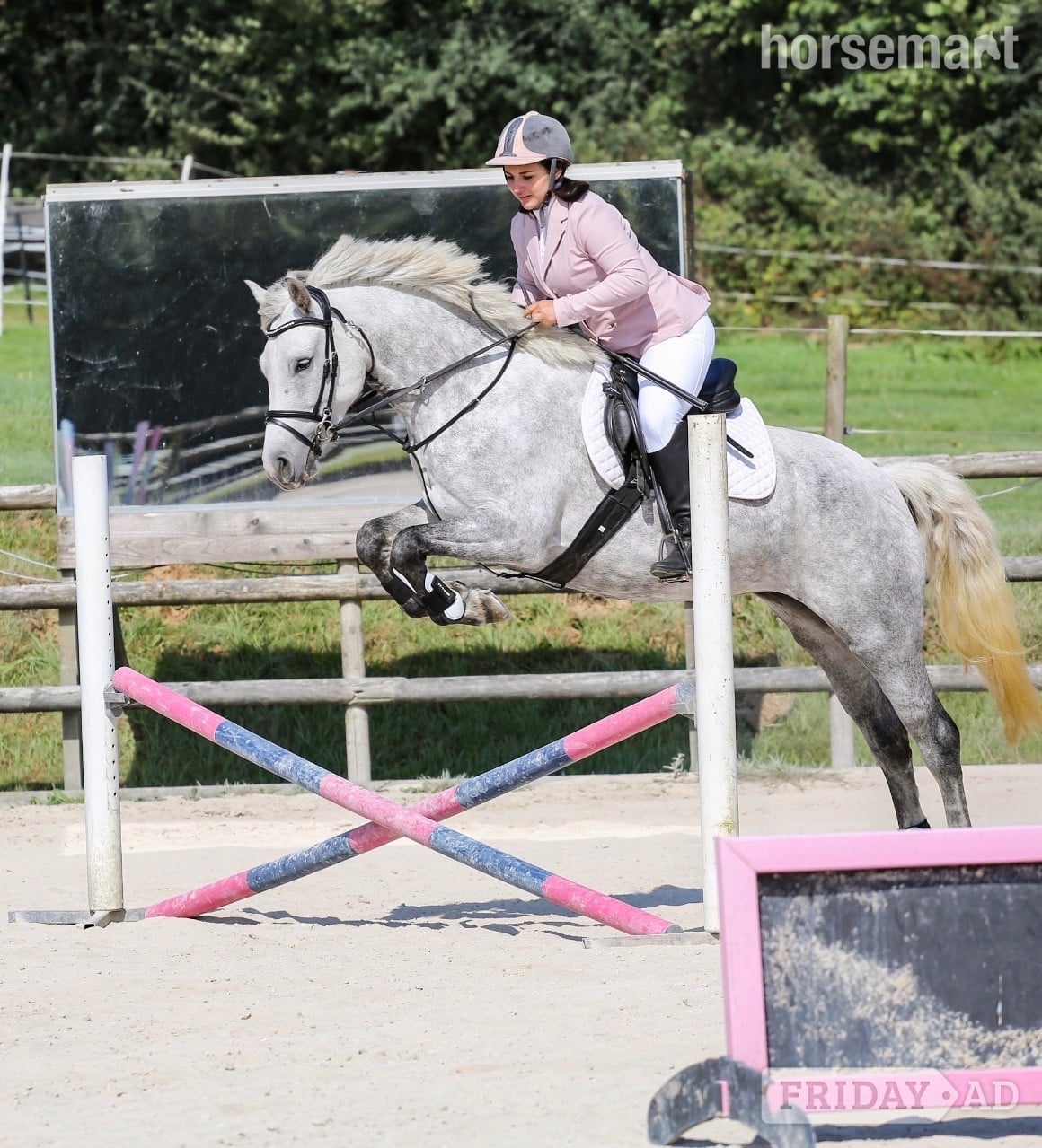 "Winnie" Dapple Grey Mare All Rounder in St Austell