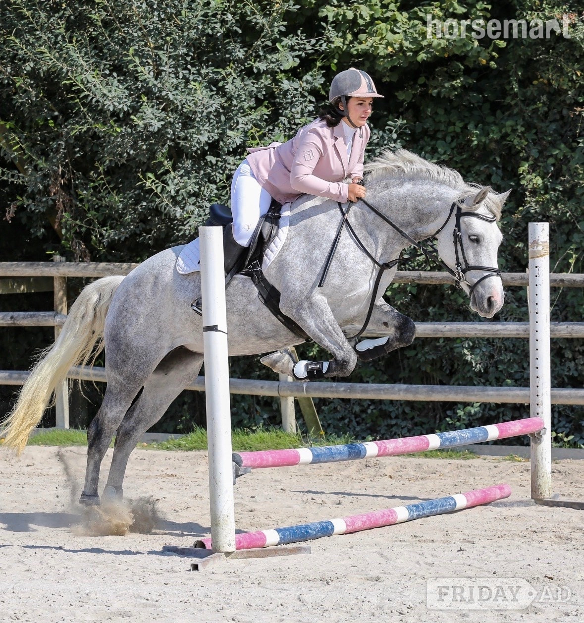 "Winnie" Dapple Grey Mare All Rounder - Horses