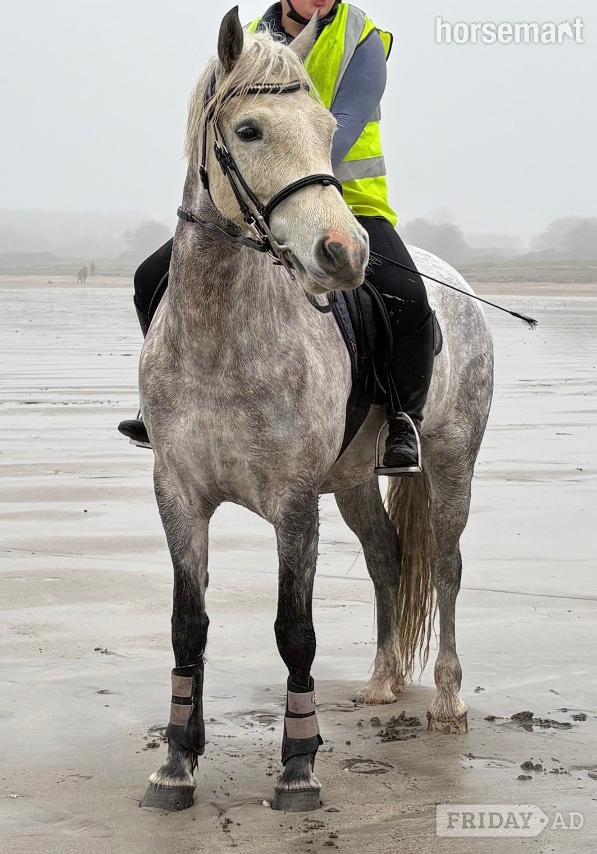 "Winnie" Dapple Grey Mare All Rounder