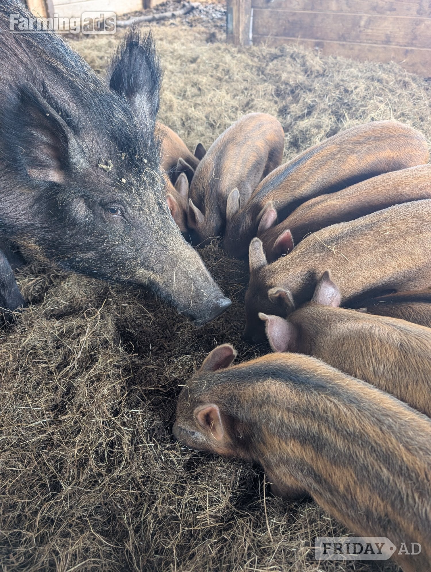 Organic Iron Age (Tamworth x Wild Boar) weaners (boar)