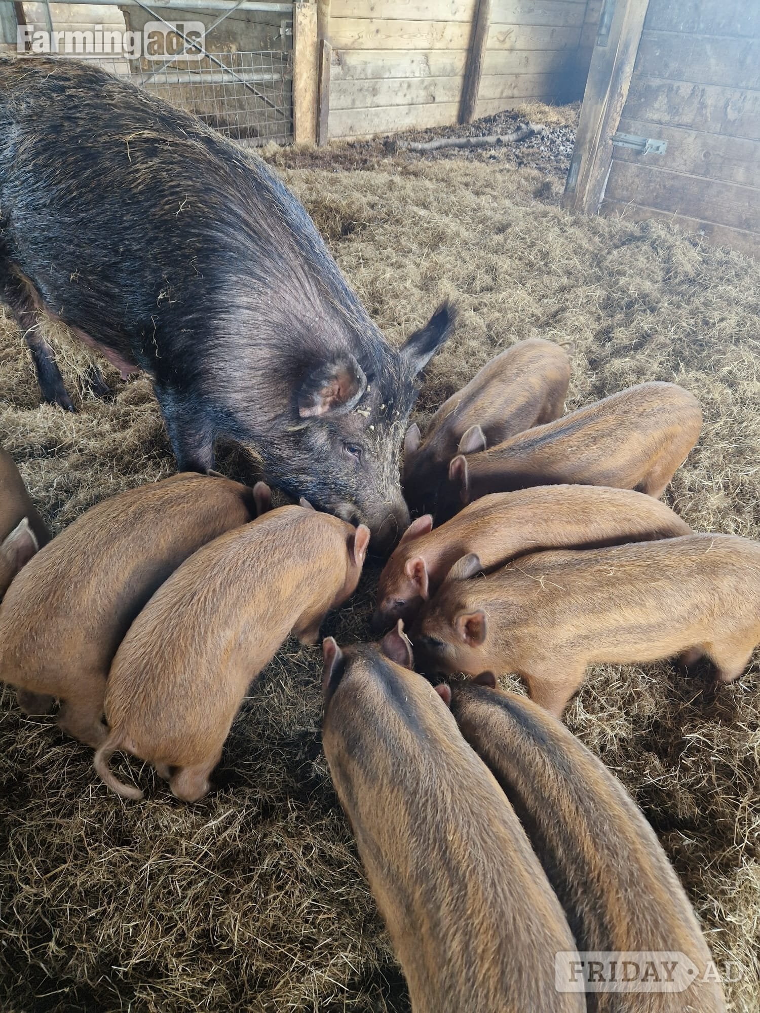 Organic Iron Age (Tamworth x Wild Boar) weaners (boar) in Templecombe