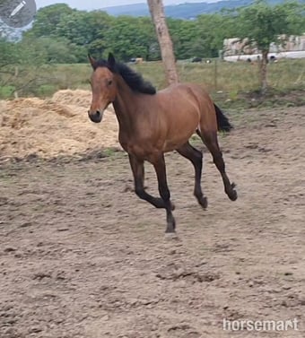 "Fintons Sapphire Princess" Bay Filly All Rounder