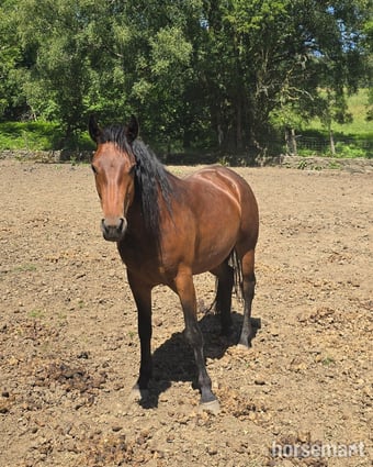 "Fintons Sapphire Princess" Bay Filly All Rounder