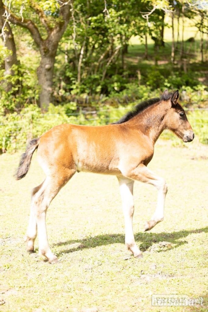 "Fintons Sapphire Princess" Bay Filly All Rounder