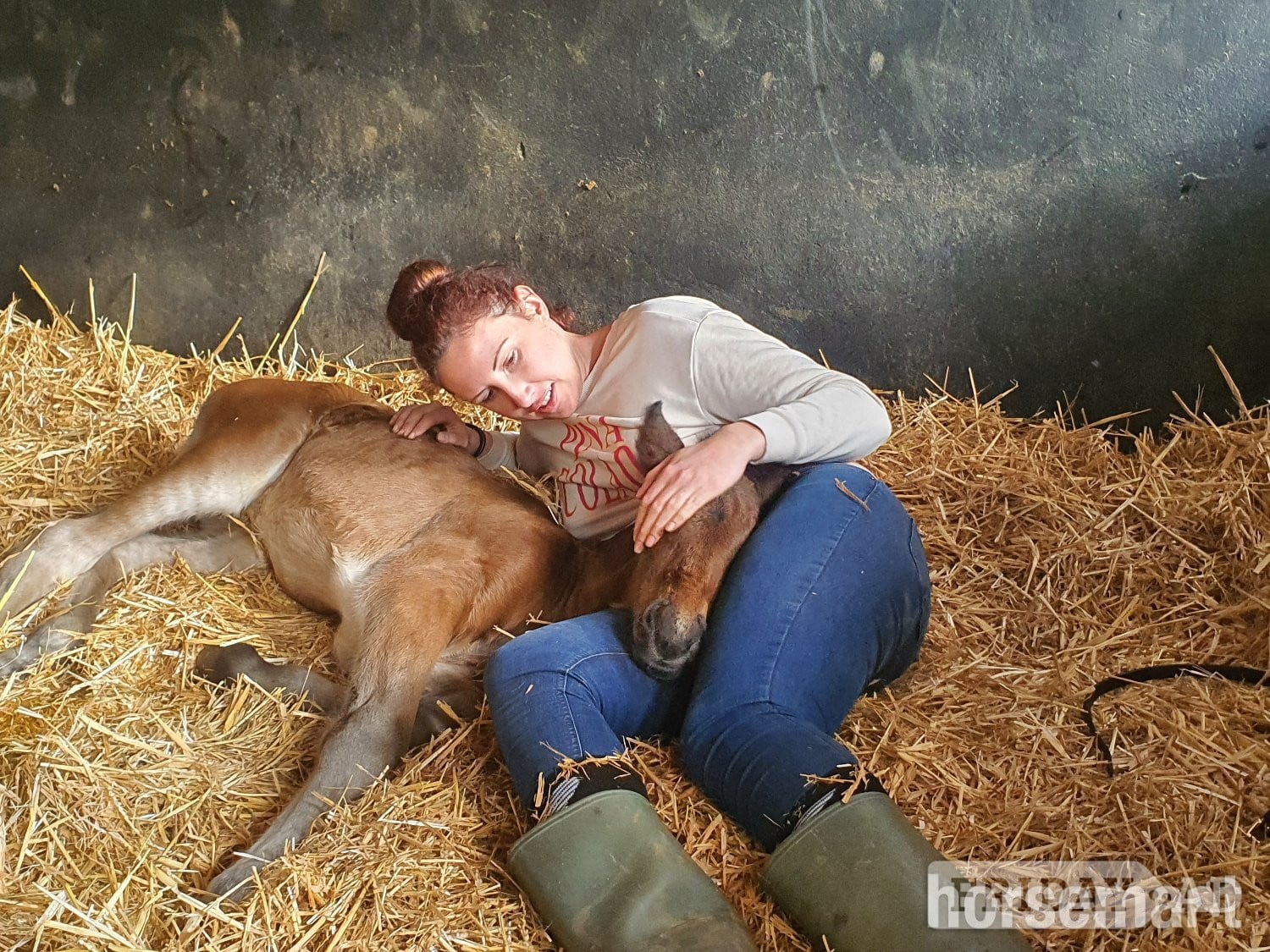 Mountain Ash "Fintons Sapphire Princess" Bay Filly All Rounder