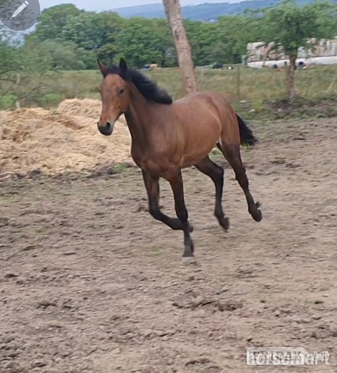 "Fintons Sapphire Princess" Bay Filly All Rounder in Mountain Ash