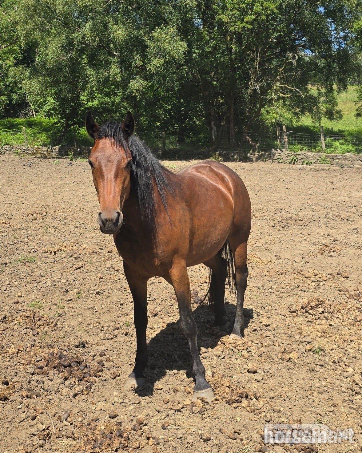 "Fintons Sapphire Princess" Bay Filly All Rounder in Mountain Ash