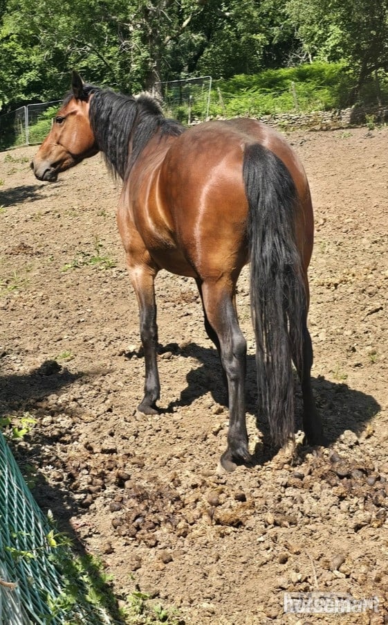 "Fintons Sapphire Princess" Bay Filly All Rounder - 