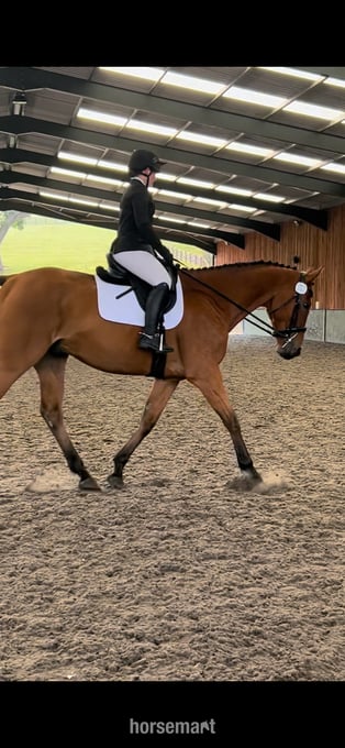 17.2/3 9 year old thoroughbred gelding for LOAN / potential LWVTB