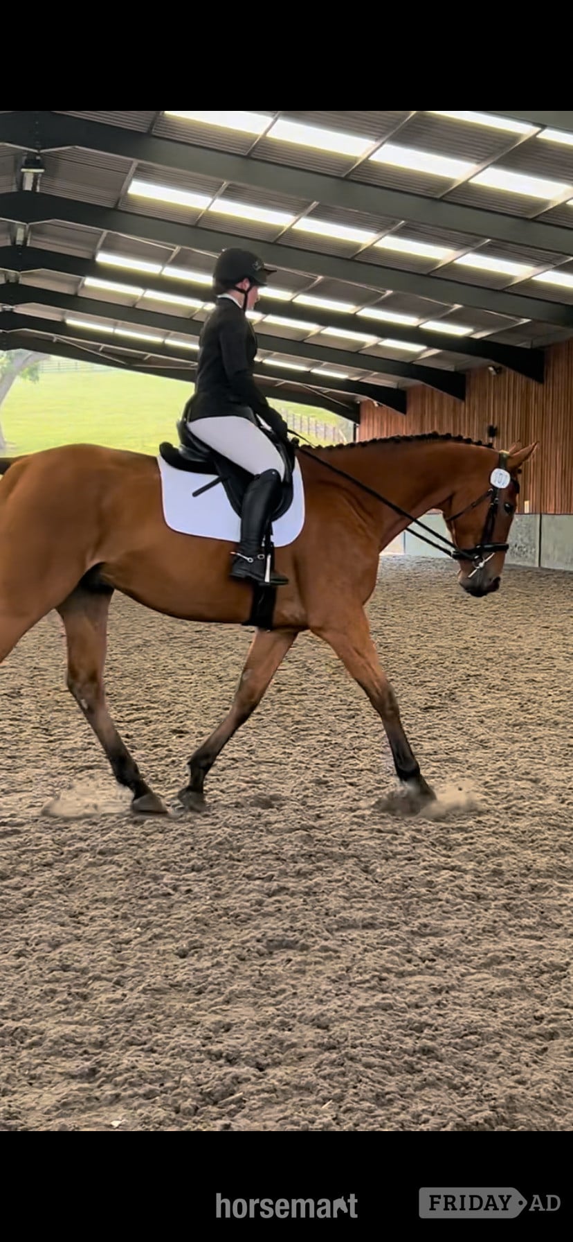 17.2/3 9 year old thoroughbred gelding for LOAN / potential LWVTB in Wales