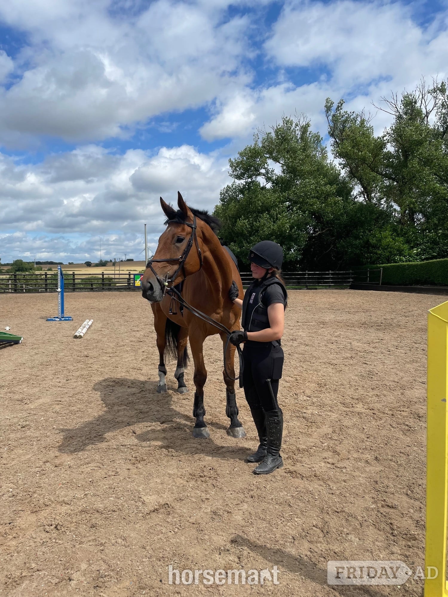17.2/3 9 year old thoroughbred gelding for LOAN / potential LWVTB