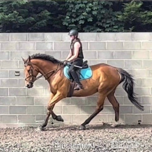 Wales 17.2/3 9 year old thoroughbred gelding for LOAN / potential LWVTB