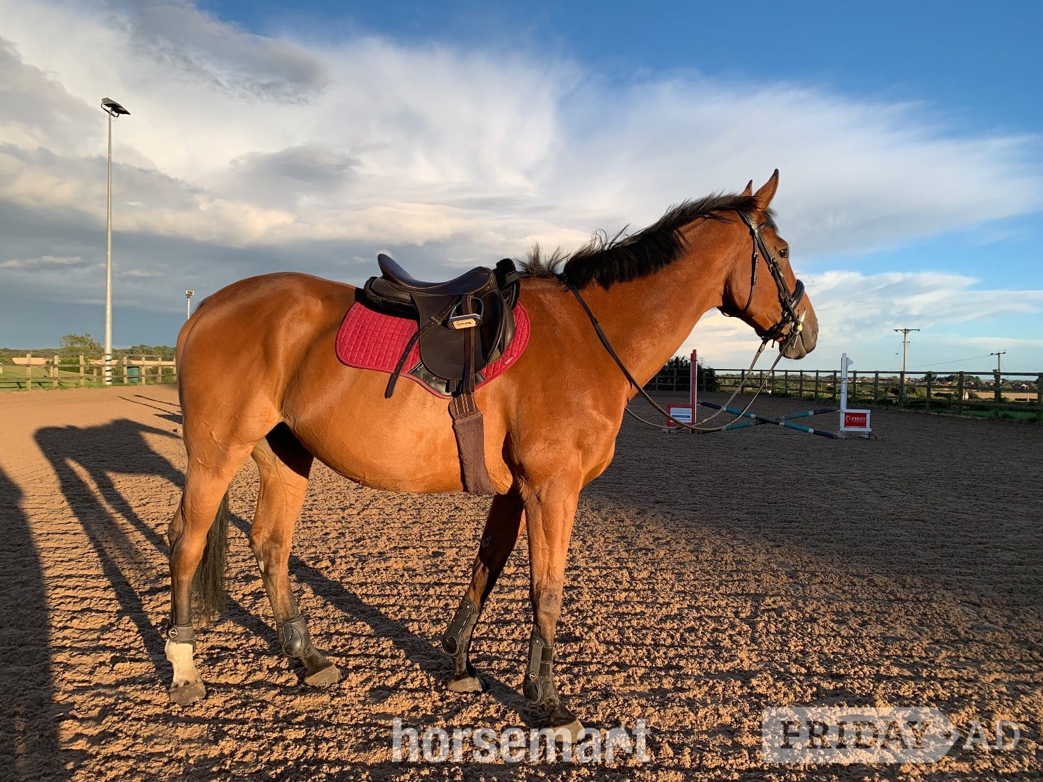 17.2/3 9 year old thoroughbred gelding for LOAN / potential LWVTB - Horses in Wales