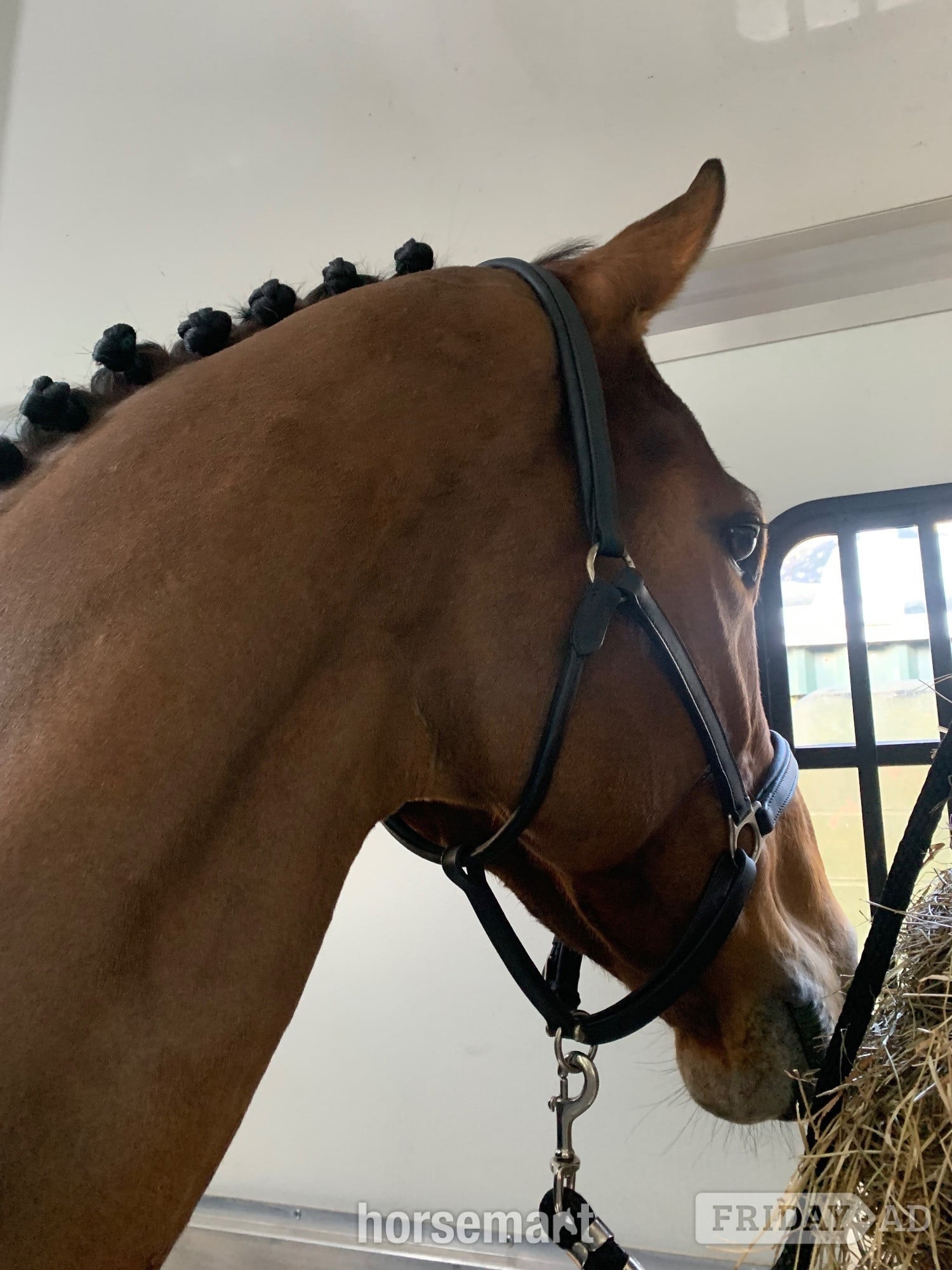 17.2/3 9 year old thoroughbred gelding for LOAN / potential LWVTB - Horses