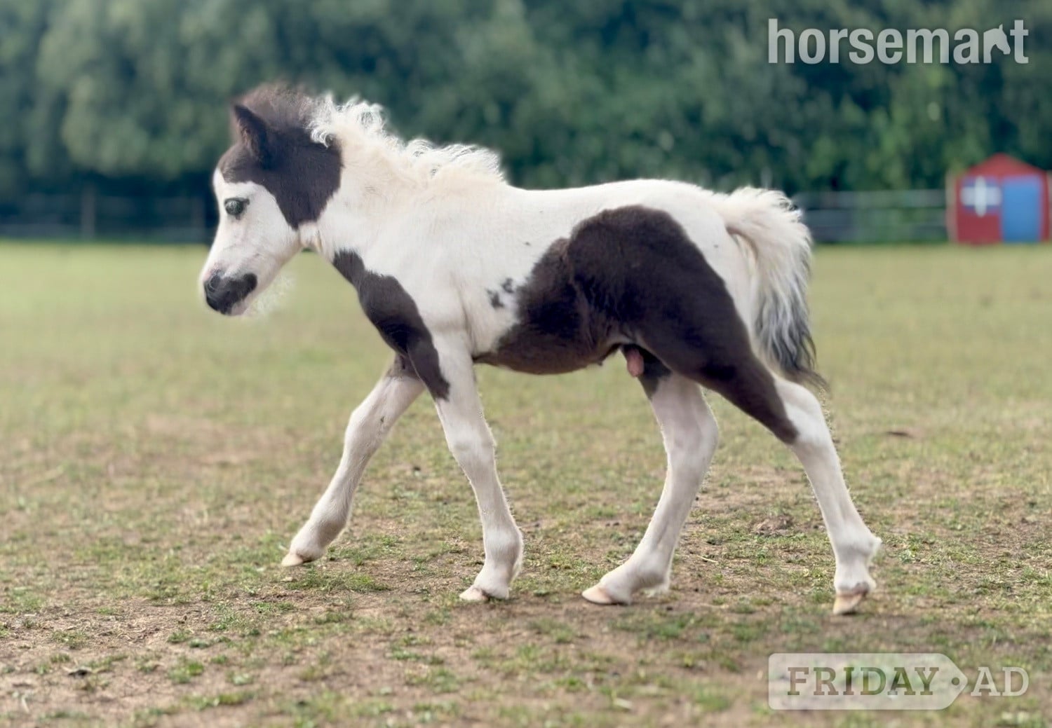 "Bromelands Paint it Black" Tobiano Colt Miniature Horse in Eye
