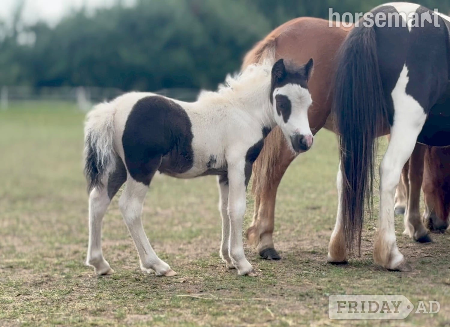 "Bromelands Paint it Black" Tobiano Colt Miniature Horse