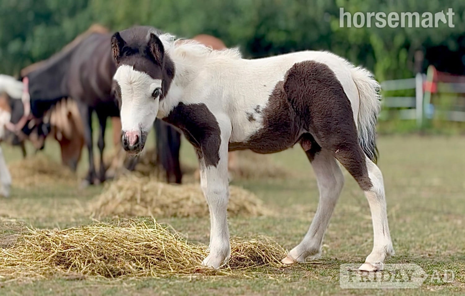 Eye "Bromelands Paint it Black" Tobiano Colt Miniature Horse