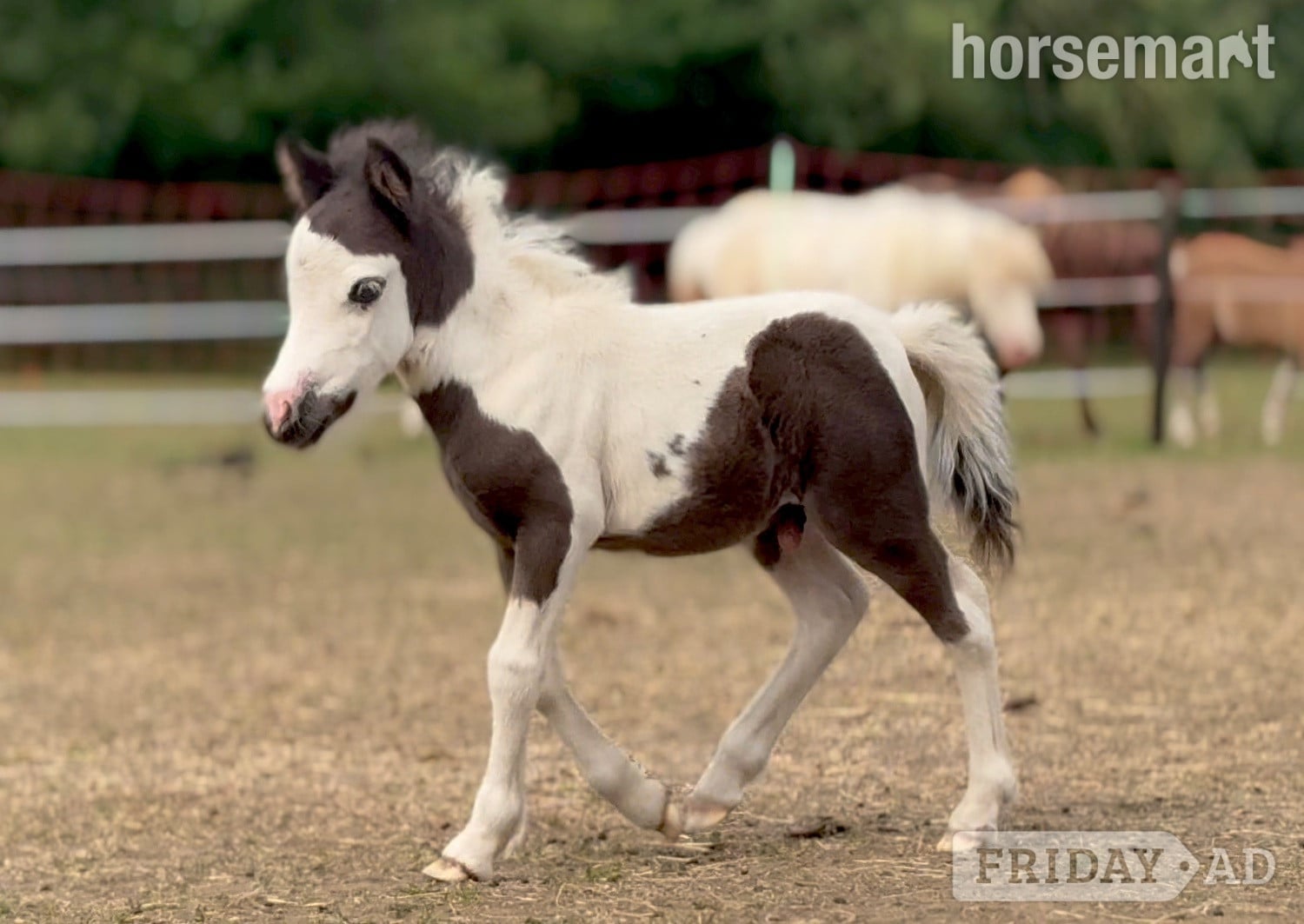 "Bromelands Paint it Black" Tobiano Colt Miniature Horse - Horses in Eye