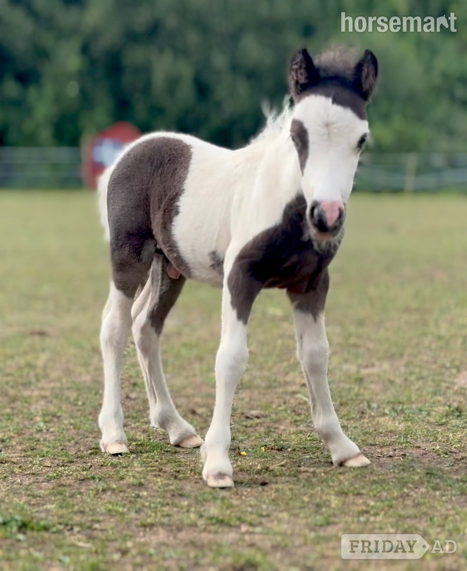 "Bromelands Paint it Black" Tobiano Colt Miniature Horse - Horses