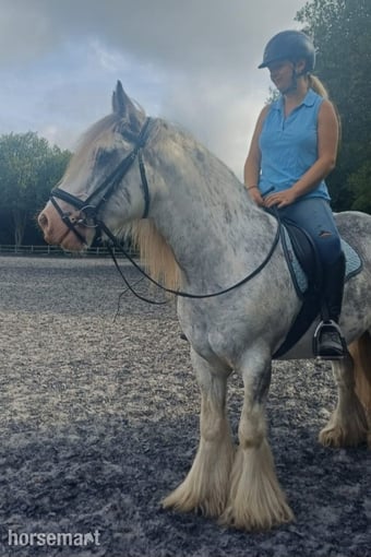 "Clyde"  Gelding Cob/Heavy Horse