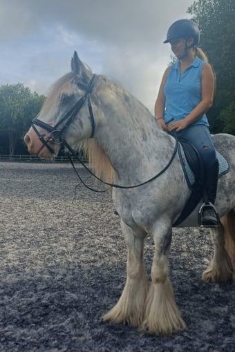 "Clyde"  Gelding Cob/Heavy Horse
