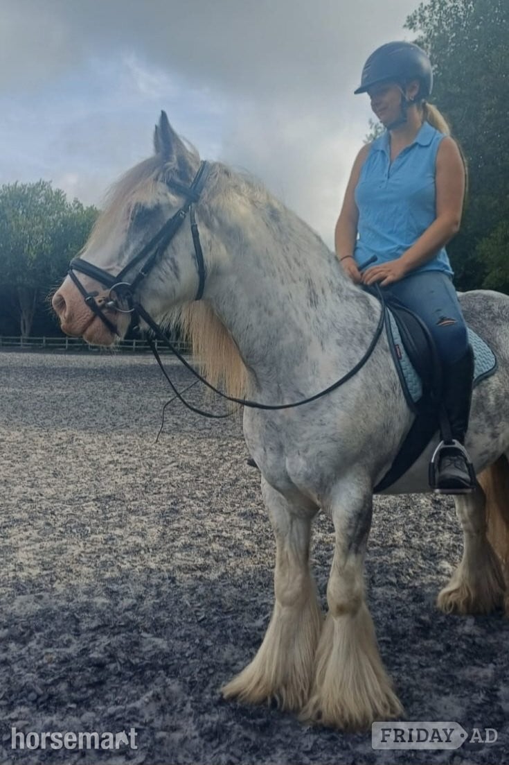 "Clyde"  Gelding Cob/Heavy Horse in Newbury