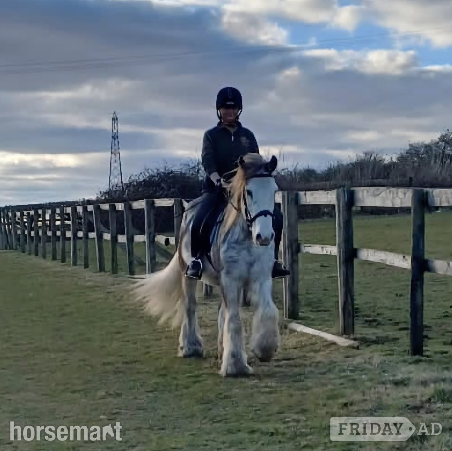 "Clyde"  Gelding Cob/Heavy Horse