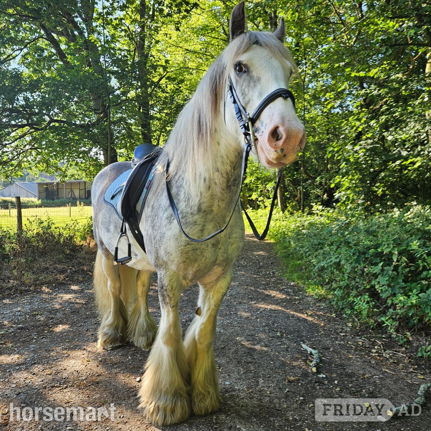 Newbury "Clyde"  Gelding Cob/Heavy Horse