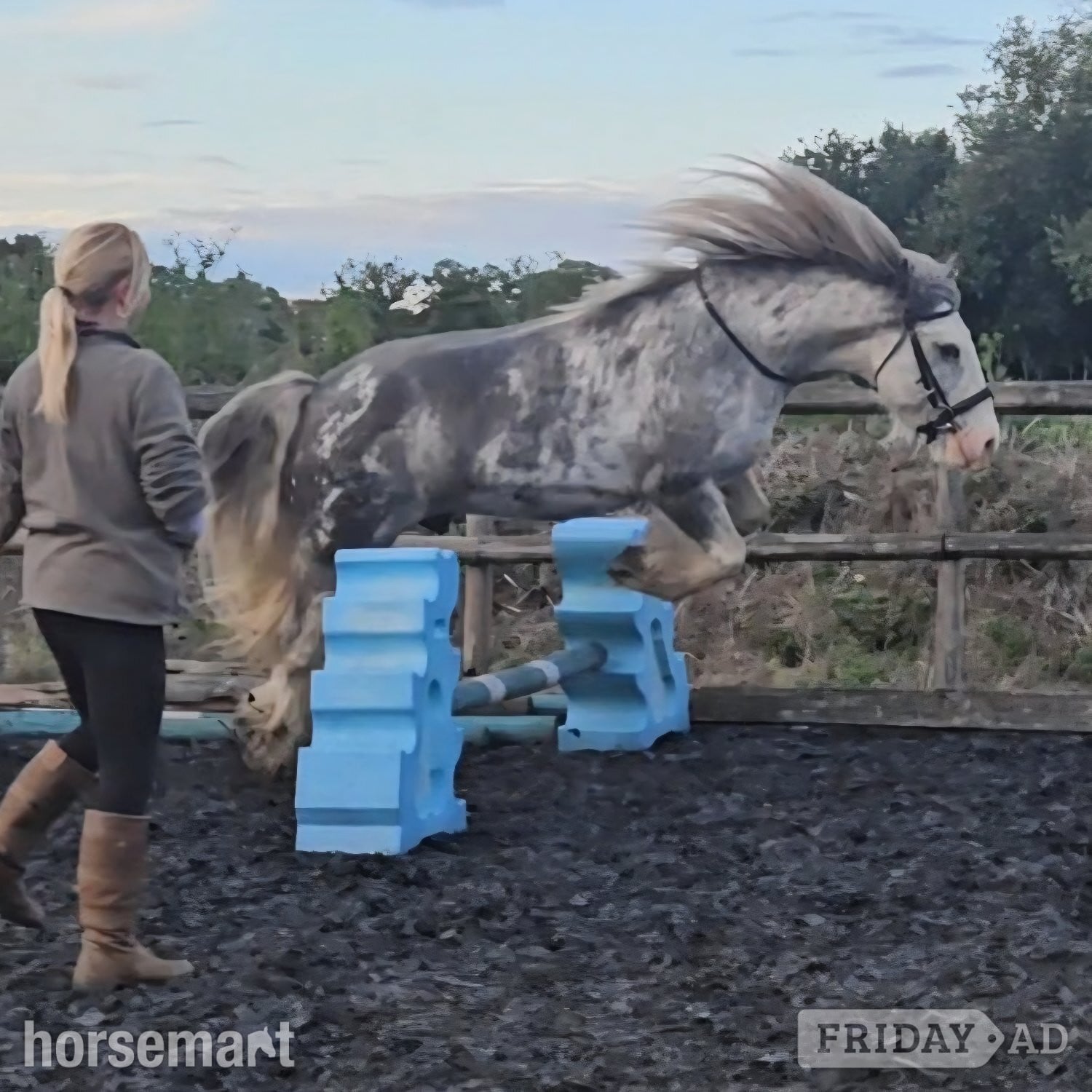 "Clyde"  Gelding Cob/Heavy Horse - Horses in Newbury