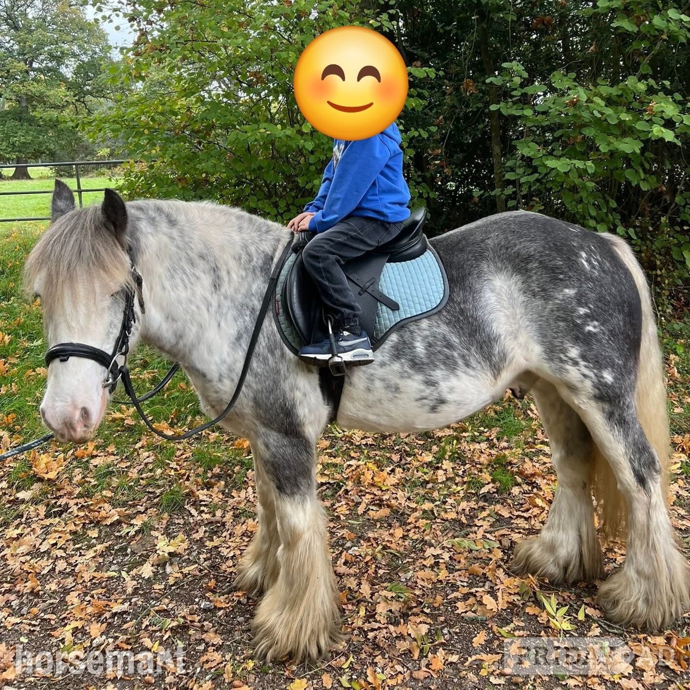 "Clyde"  Gelding Cob/Heavy Horse - Horses