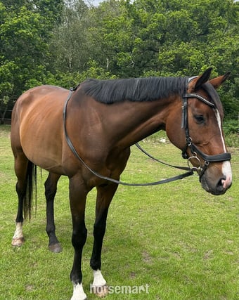 ‘Roman’ Stunning bay gelding for LWVTB
