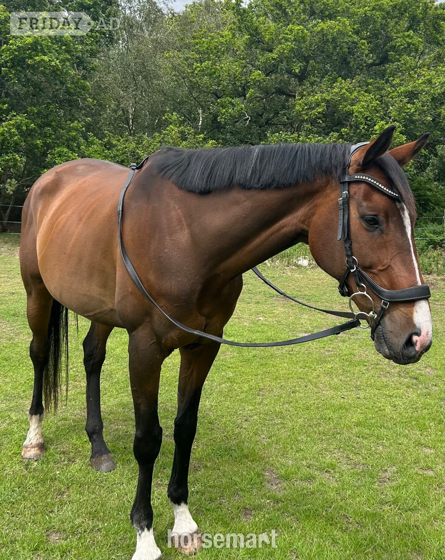‘Roman’ Stunning bay gelding for LWVTB in Grimston