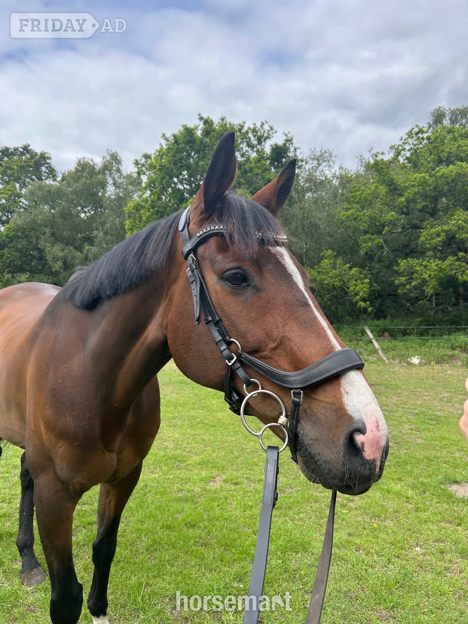 ‘Roman’ Stunning bay gelding for LWVTB