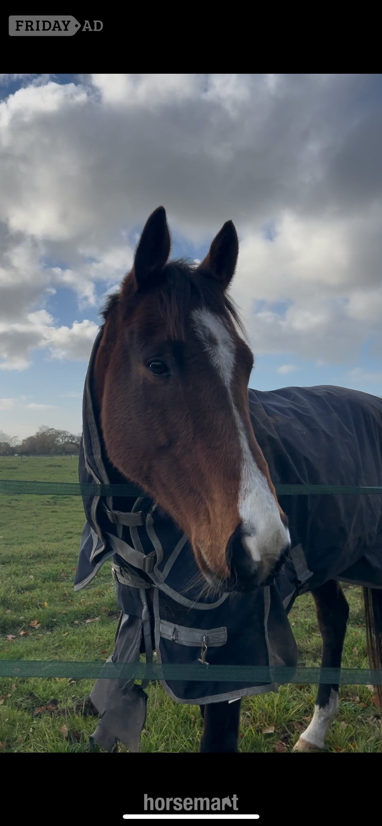 ‘Roman’ Stunning bay gelding for LWVTB - Horses