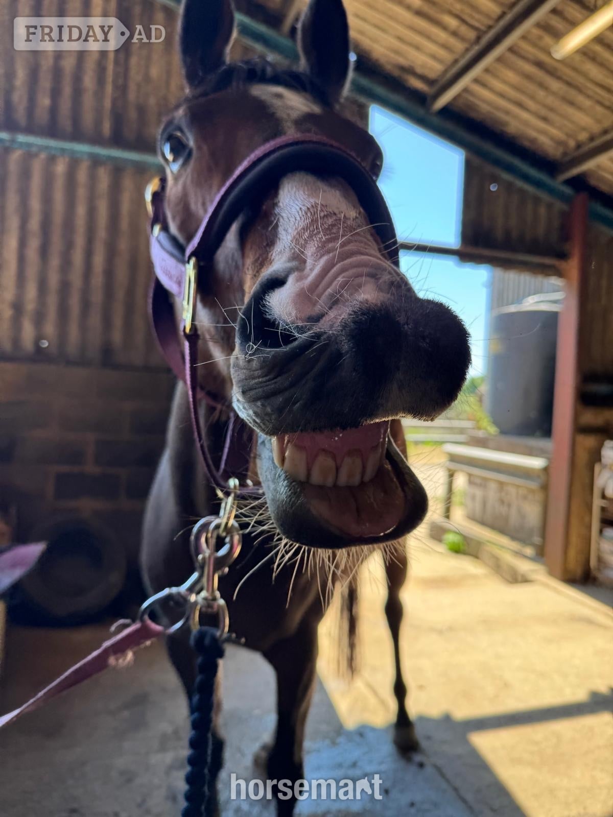 ‘Roman’ Stunning bay gelding for LWVTB - Horses in Grimston