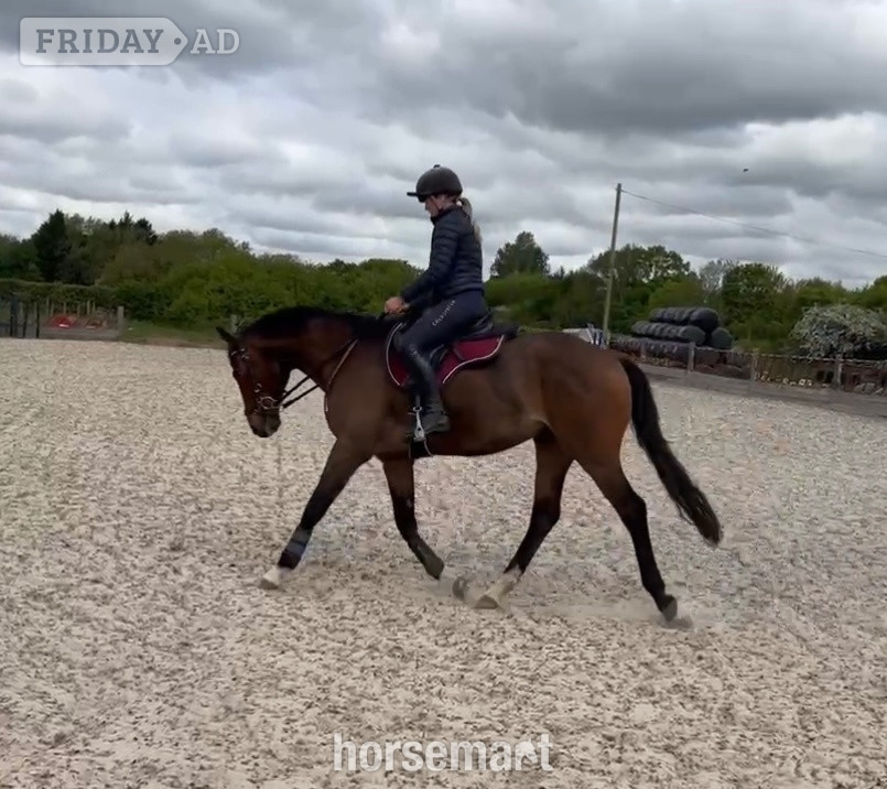 Grimston ‘Roman’ Stunning bay gelding for LWVTB