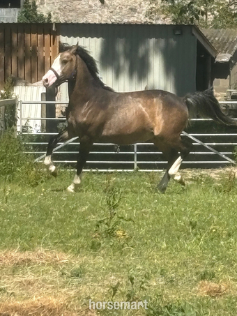 "Bailey Ray of Sunshine " Dun Colt All Rounder