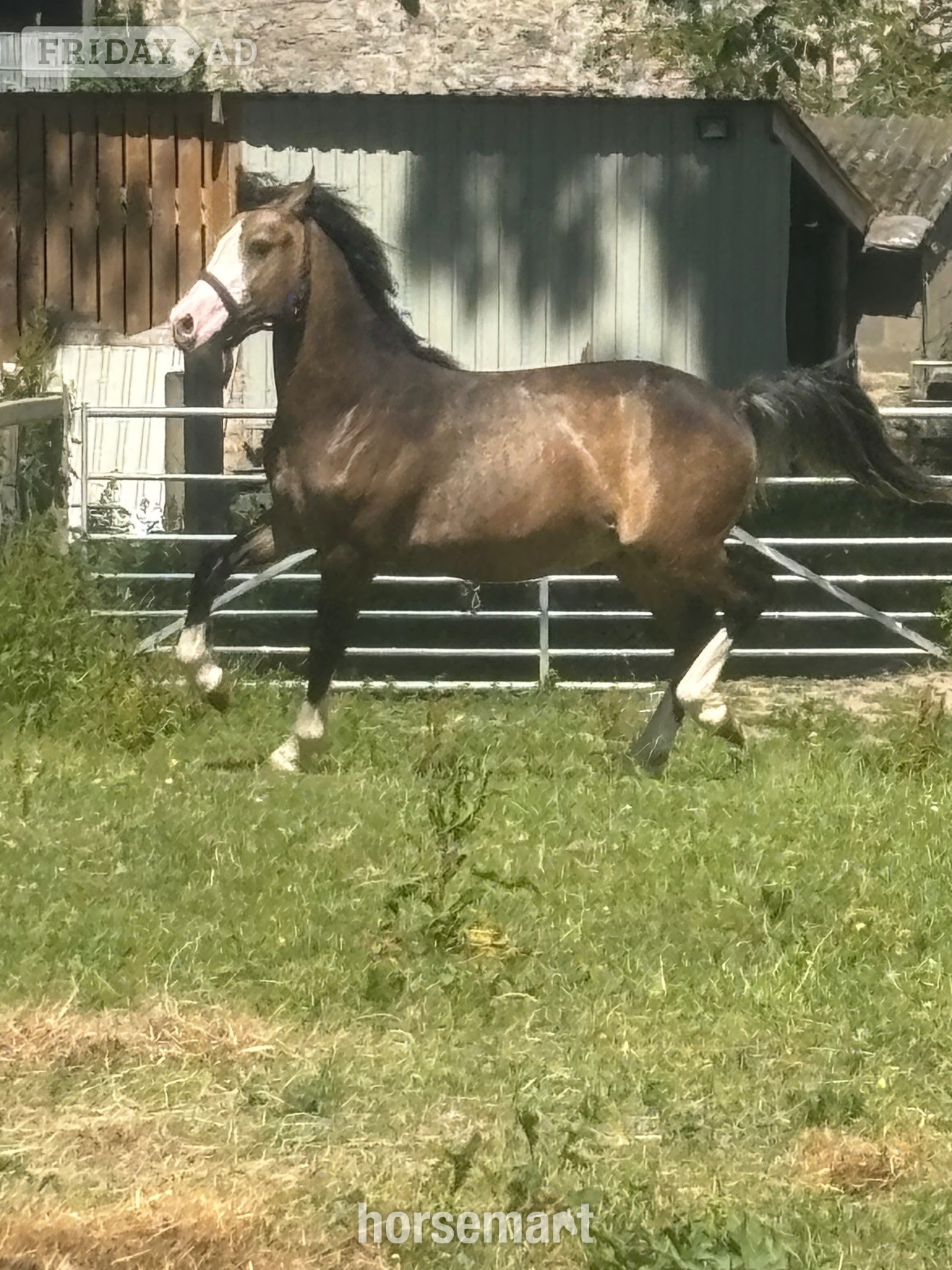 "Bailey Ray of Sunshine " Dun Colt All Rounder in Dyserth