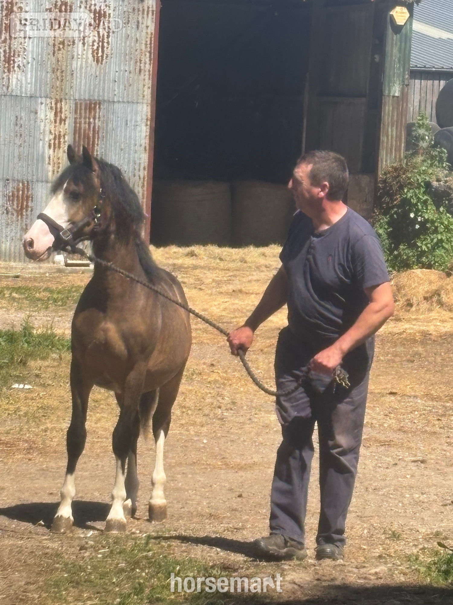 "Bailey Ray of Sunshine " Dun Colt All Rounder