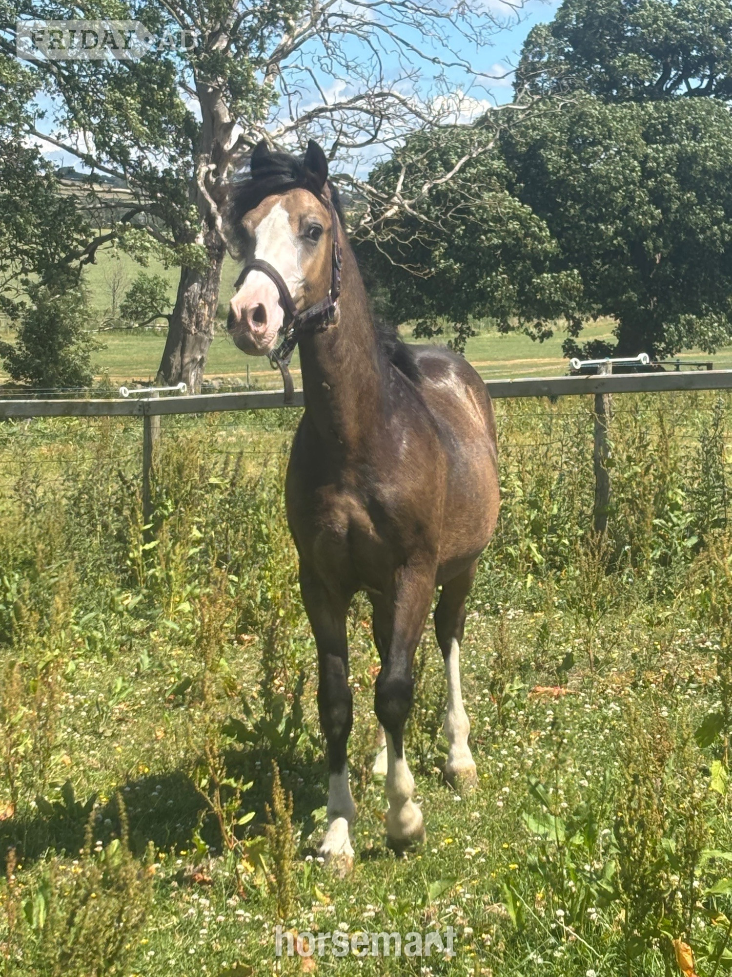 Dyserth "Bailey Ray of Sunshine " Dun Colt All Rounder