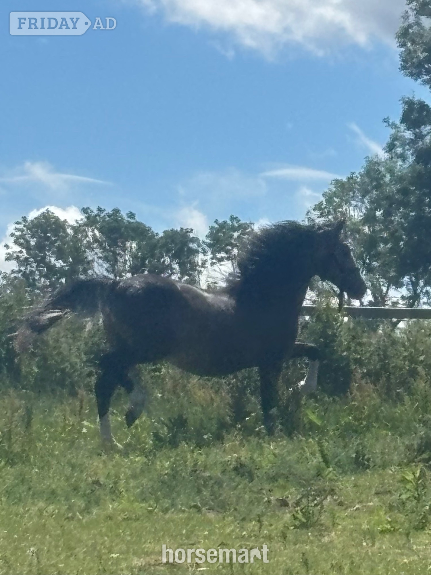 "Bailey Ray of Sunshine " Dun Colt All Rounder - Horses in Dyserth